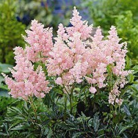 Astilba bledoružová